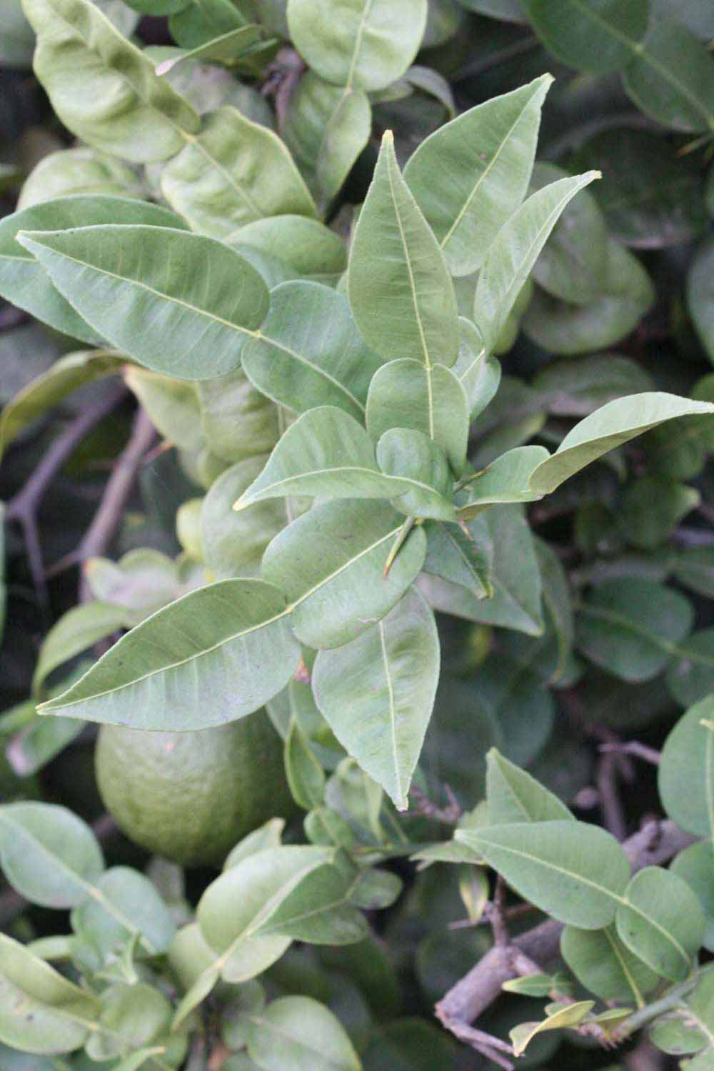              Shade leaves (Riverside, CA)       